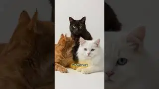 Cracking the Code: The Ultimate Cat Coat Color Guide 2025