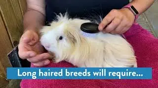 Learn how to conduct a simple guinea pig health check!