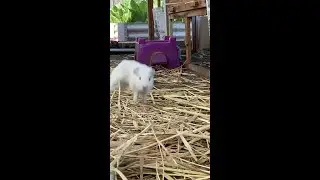 Excited baby Guinea pig popcorning