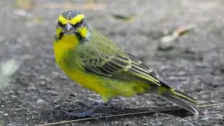 Yellow-fronted Canary (Serinus mozambicus) 4K