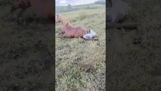 Welcome, little foal