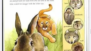 Animal Senses How Animals See, Hear, Taste, Smell and Feel