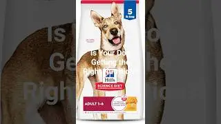 Best Dog Food for Active Dogs | Hill's Science Diet Chicken & Barley Review! #dog #cat