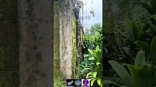 Tabas muna ng mga damo at punong kahoy tumubo na sa loob ng bahay  #God #Yahweh #JesusChrist 