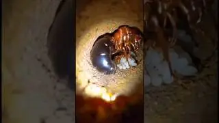#video  Amazing Insect Home #ant #foryou #kpc pandit