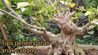 Cara penempatan cabang anak cabang bonsai waru bogell