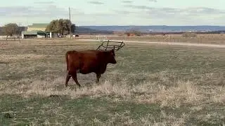 Cattle Range Listing # 601C683