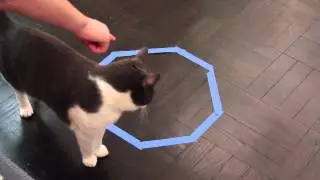 Circle Cat Traps I Devon Does Stuff