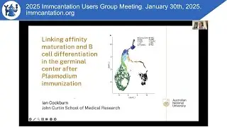 Affinity maturation and B cell differentiation in the germinal center after Plasmodium immunization