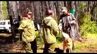 Русская гончая Потешай  вл. Матюшин Д.   дип. 1 ст.