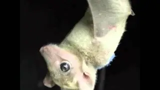 Willow talking to a bat-lab member