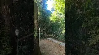 Humming in the province #16 #calm #nature #peace #country #sound #philippines #morning