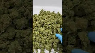 Bubba Kush CBD