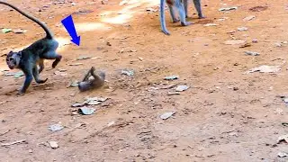 Omg..! TOBIAS Monkey Attacking by Another Monkey, Monkey Tobias without a friend to play with him
