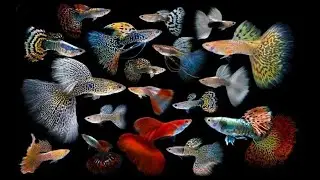 Guppy encyclopedia - Most popular million fish V1  गप्पी विश्वकोश - सबसे लोकप्रिय  구피 백과 사전-가장 인기있는