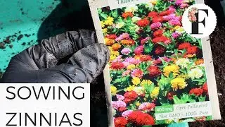 Sowing Zinnia Flowers in Unheated Greenhouse - Growing Flowers from Seed Cut Flower Garden