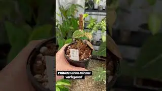 Plant Haul from The Tropic Plant Spectacular 🪴 #indoorplants #houseplants #rareplants #planthaul