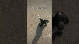 Cocker spaniel puppy basic obedience training 🐕&zwj;🦺🐾 #shorts