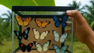 bug hunting, hunting  butterfly in arround us !black batterfly, orange butterfly, white butterfly
