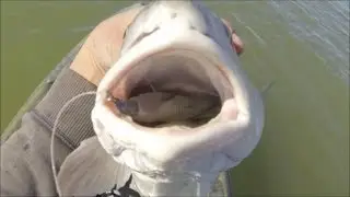 NONSTOP Redfish and a limit of Specklers!