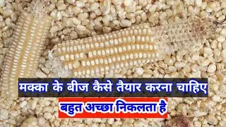 मक्का के बीज ऐसे तैयार करना चाहिए बहुत अच्छा होता है
