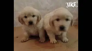 🐶💛  Lady, a beautiful female Golden Retriever puppy ready to join her forever family!