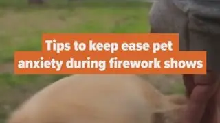 Tips to ease pet anxiety during firework shows