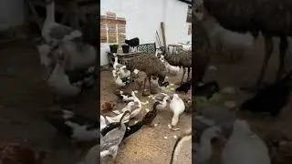 Greetings and good morning it&rsquo;s the Saturday rush hour #rushhour #farmrushhour #SaturdayThoughts