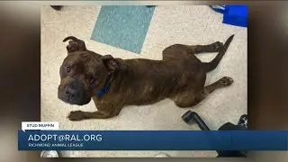 Paws for Pets: Stud Muffin, a captivating canine who has good manners & loves people