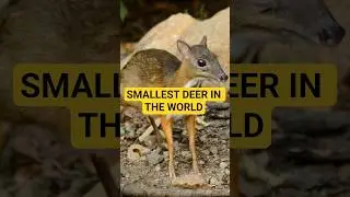 Chevrotain | dear mouse | #happy #animals #love #animaladventures #shorts #short #nature #wildlife