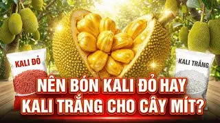 Nên Bón Phân Kali Đỏ Hay Kali Trắng Cho Cây Mít? Sự Thật Bà Con Cần Biết Để Trái To, Sai Quả!
