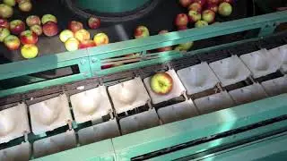 Agric machine you need to see -  Apple sorting and washing machine