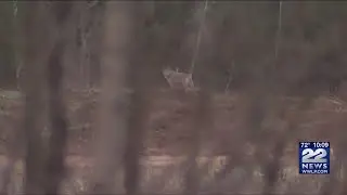 Coyotes in Massachusetts are here to stay