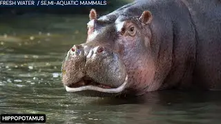 WONDERFUL WATER ANIMALS - PART VII | FRESH WATER  / SEMI-AQUATIC MAMMALS | #baggacreativity |