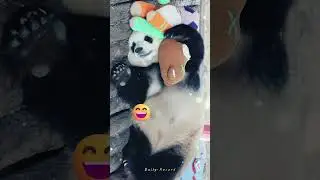 Adorable Chubby Panda: The Cutest Moments You'll Ever See!#Adorable panda  #Chubby panda