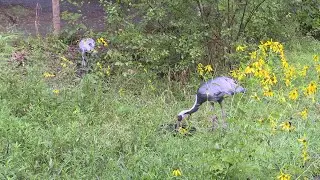 national wildlife day digital exclusive