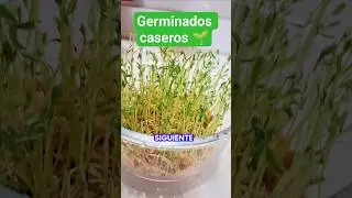 As&iacute; germino en casa 🌱 | Alimentos vivos que mejoran la digesti&oacute;n #germinados #alimentosgerminados