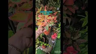 #plantsforsale