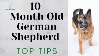 10 Month Old German Shepherd (Top Tips)