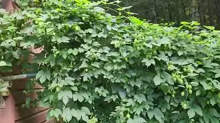 September Hop Update : HAPPY HOMEBREW WEDNESDAY #hops #beer #diy #grow #fun #pabrewnews #homebrew