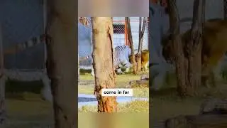 Just How BIG Can a White Tiger Get? This One Is Insane! 🤯 #animalshorts #tiger #lioness