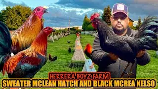 Sweater Mclean Hatch And Black Mcrea Kelso ~ HERRERA BOYZ GAMEFARM