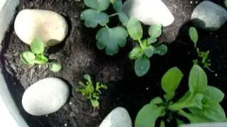 Repotted