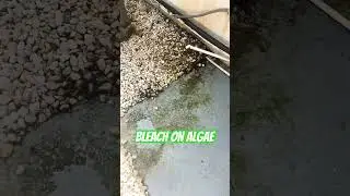 Bleach on mold / algae