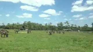 Safari country birthday