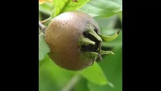 Nespra, Mespilus germanica. Entrevista en Àpunt a Albert Caturla. 2020.