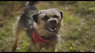 Strays | Official Trailer