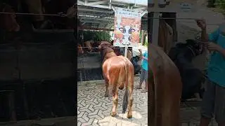 buntut sapi #iduladha2025