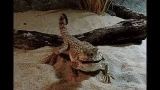 Phrynocephalus mystaceus 🐜 (Toad Head Agama), alimentation