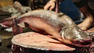Pangas Fish Cutting Video #fungus fish #youtube #fish cutting #skills #new #video #shorts #food
